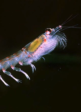 krill