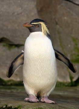 Northern Rockhopper